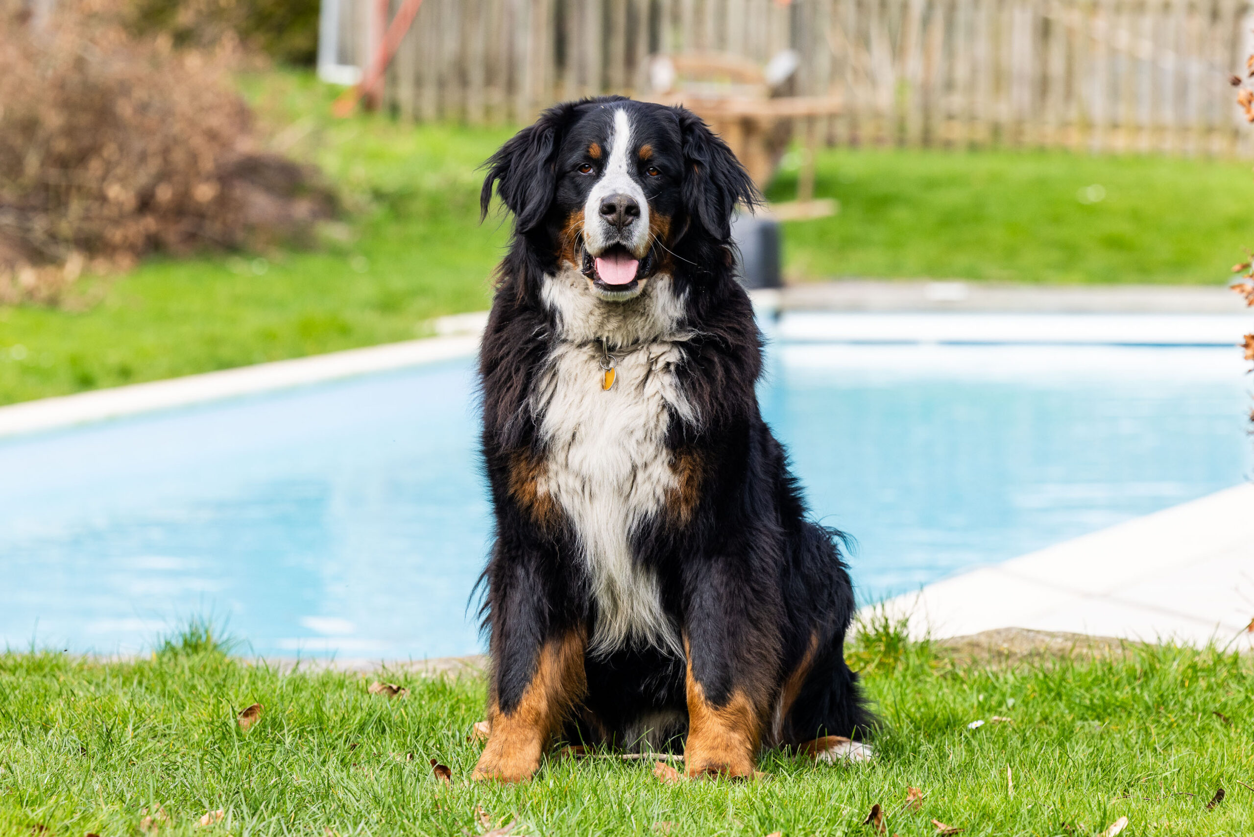 Schwegmann Hofhund